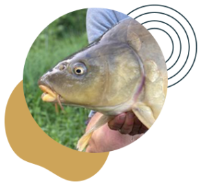 carpes